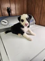 Buddy, a male Australian Shepherd for sale in Skiatook, OK – Photo 6 of 10