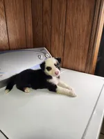 Buddy, a male Australian Shepherd for sale in Skiatook, OK – Photo 2 of 10