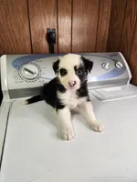 Buddy, a male Australian Shepherd for sale in Skiatook, OK – Photo 10 of 10