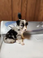 Sam, a male Australian Shepherd for sale in Skiatook, OK – Photo 5 of 5