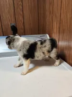 Sam, a male Australian Shepherd for sale in Skiatook, OK – Photo 3 of 5