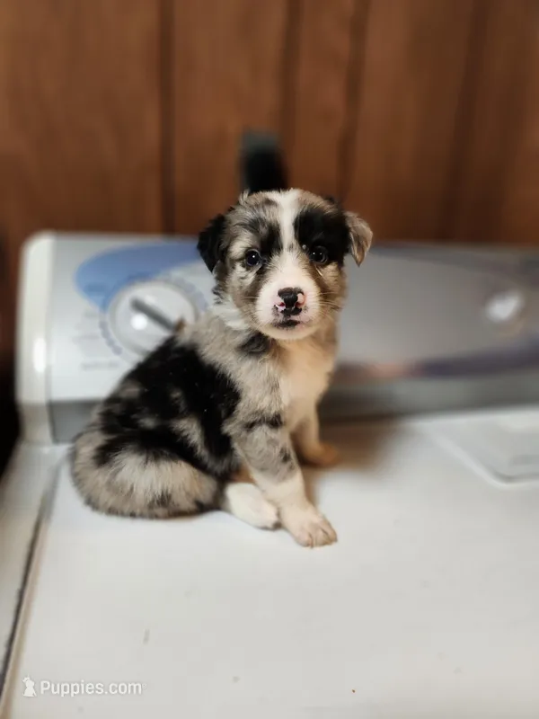 Sam – Australian Shepherd puppy for sale in Skiatook, OK