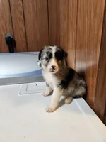 Sam, a male Australian Shepherd for sale in Skiatook, OK – Photo 4 of 5