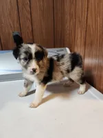 Sam, a male Australian Shepherd for sale in Skiatook, OK – Photo 2 of 5