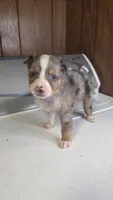 Tell, a male Australian Shepherd for sale in Skiatook, OK – 4 of 8