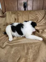 Jasmine , a female Australian Shepherd for sale in Skiatook, OK – 7 of 7