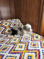 Lilu, a female Australian Shepherd for sale in Skiatook, OK – 7 of 8