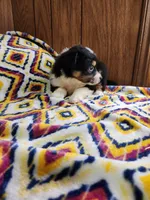 Tiger, a male Australian Shepherd for sale in Skiatook, OK – 3 of 9