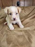  Blondy, a female Australian Shepherd for sale in Skiatook, OK – 3 of 9