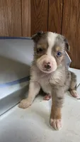 Tell, a male Australian Shepherd for sale in Skiatook, OK – 5 of 8