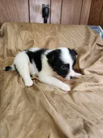 Jasmine , a female Australian Shepherd for sale in Skiatook, OK – 4 of 7