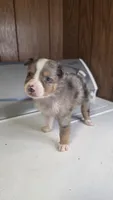 Tell, a male Australian Shepherd for sale in Skiatook, OK – 2 of 8