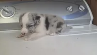 Liberty , a male Australian Shepherd for sale in Skiatook, OK – 2 of 7