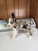 Bob, a male Australian Shepherd for sale in Skiatook, OK – Photo 1 of 4