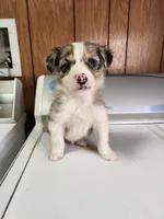 Bob, a male Australian Shepherd for sale in Skiatook, OK – Photo 4 of 4