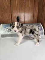 Bob, a male Australian Shepherd for sale in Skiatook, OK – Photo 2 of 4