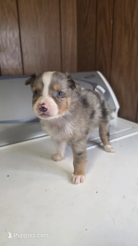 Tell – Australian Shepherd puppy for sale in Skiatook, OK