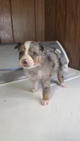 Tell, a male Australian Shepherd for sale in Skiatook, OK – 1 of 8