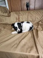 Jasmine , a female Australian Shepherd for sale in Skiatook, OK – 6 of 7