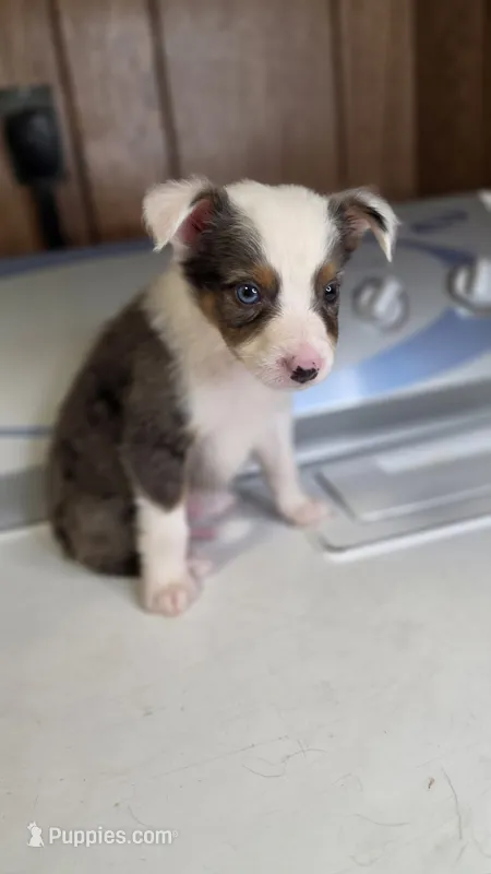 Silver – Australian Shepherd puppy for sale in Skiatook, OK
