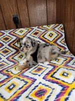 Mini, a female Australian Shepherd for sale in Skiatook, OK – 2 of 7