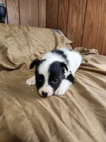 Jasmine , a female Australian Shepherd for sale in Skiatook, OK – 5 of 7