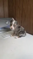 Tell, a male Australian Shepherd for sale in Skiatook, OK – 8 of 8