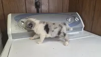 Liberty , a male Australian Shepherd for sale in Skiatook, OK – 7 of 7