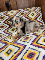 Mini, a female Australian Shepherd for sale in Skiatook, OK – 6 of 7