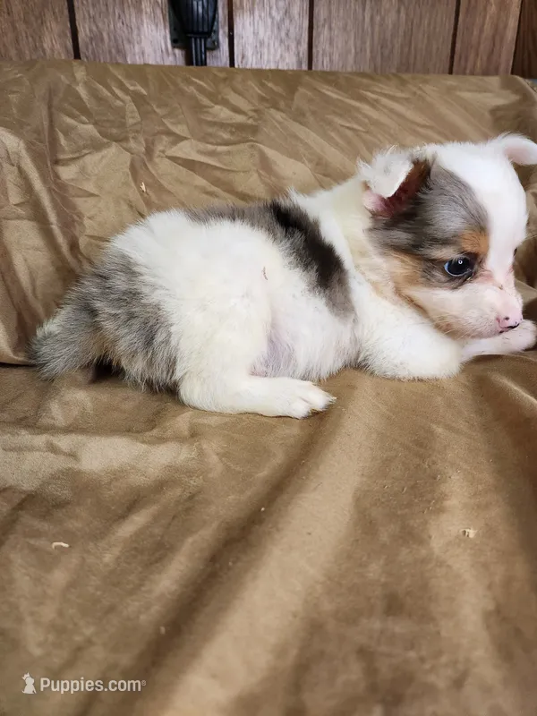Bonnie – Australian Shepherd puppy for sale in Skiatook, OK