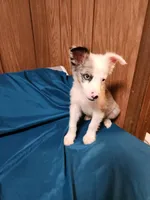 Dude, a male Australian Shepherd for sale in Skiatook, OK – Photo 10 of 10