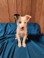 Dude, a male Australian Shepherd for sale in Skiatook, OK – Photo 8 of 10