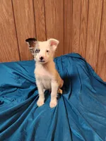 Dude, a male Australian Shepherd for sale in Skiatook, OK – Photo 3 of 10