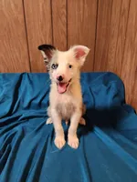 Dude, a male Australian Shepherd for sale in Skiatook, OK – Photo 6 of 10