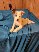 Dude, a male Australian Shepherd for sale in Skiatook, OK – Photo 5 of 10