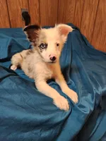Dude, a male Australian Shepherd for sale in Skiatook, OK – Photo 1 of 10