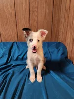 Dude, a male Australian Shepherd for sale in Skiatook, OK – Photo 7 of 10