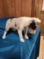 Dude, a male Australian Shepherd for sale in Skiatook, OK – Photo 9 of 10