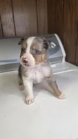 Tell, a male Australian Shepherd for sale in Skiatook, OK – 6 of 8
