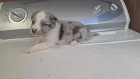 Liberty , a male Australian Shepherd for sale in Skiatook, OK – 6 of 7