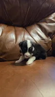 Sam, a male Australian Shepherd for sale in Skiatook, OK – 9 of 9