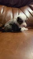 Silver, a male Australian Shepherd for sale in Skiatook, OK – 4 of 5