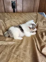 Bonnie, a female Australian Shepherd for sale in Skiatook, OK – 4 of 6