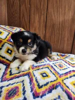 Tiger, a male Australian Shepherd for sale in Skiatook, OK – 7 of 9