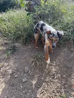 Willow, a female Australian Shepherd for sale in Skiatook, OK – 4 of 7