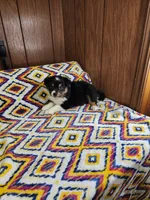 Tiger, a male Australian Shepherd for sale in Skiatook, OK – 5 of 9