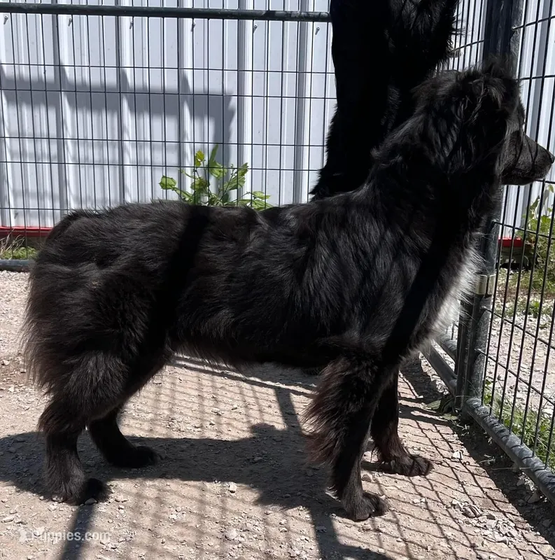 Blue boy – Australian Shepherd puppy for sale in Skiatook, OK