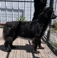 Blue boy, a male Australian Shepherd for sale in Skiatook, OK – 1 of 2