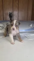 Tell, a male Australian Shepherd for sale in Skiatook, OK – 7 of 8