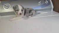 Cinch, a male Australian Shepherd for sale in Skiatook, OK – 4 of 4